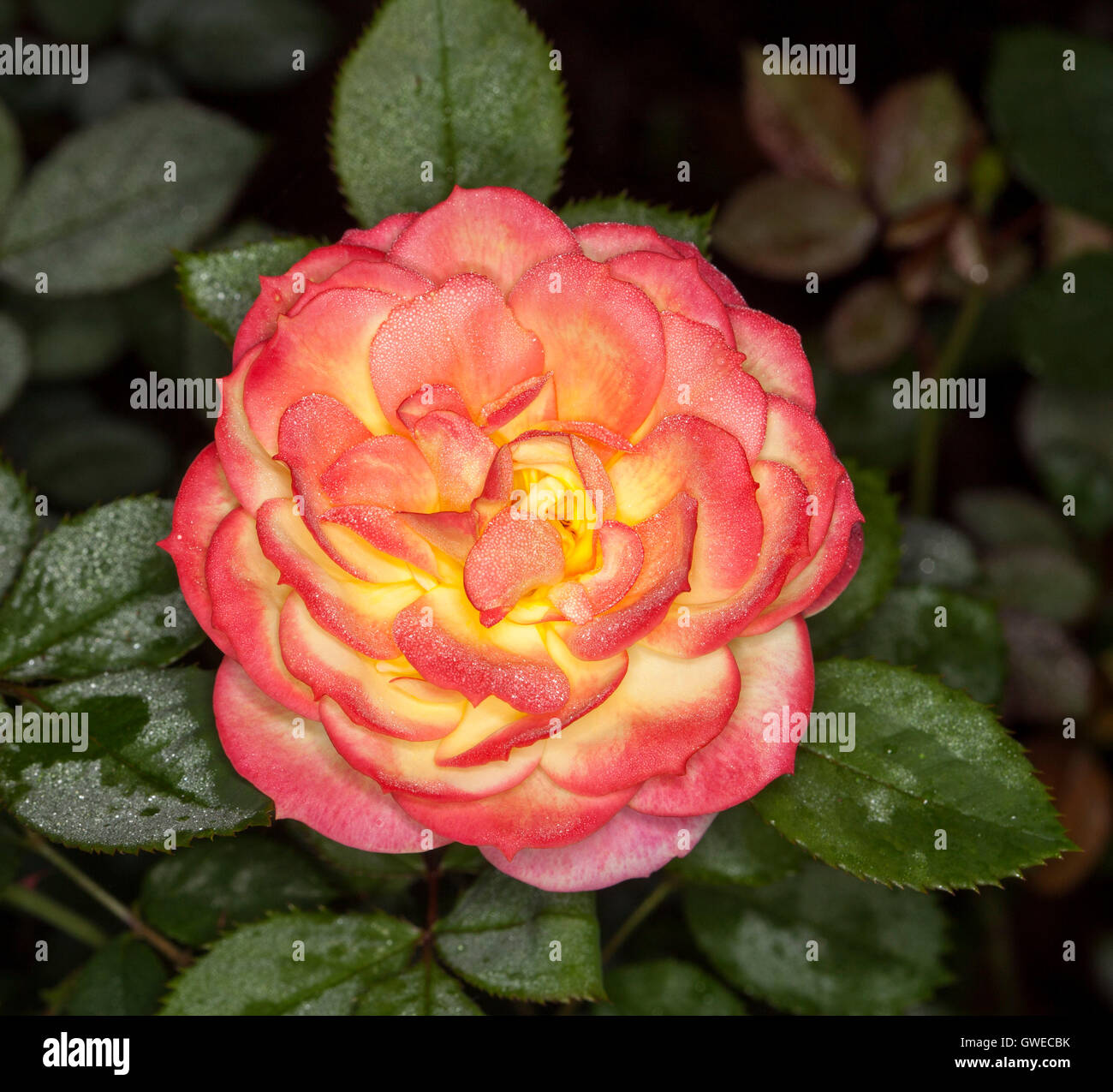 Spektakuläre rote & gelbe Blume & dunkelgrün lässt ungewöhnliche Chamäleon Rose mit Regentropfen auf Blütenblätter & Laub Stockfoto