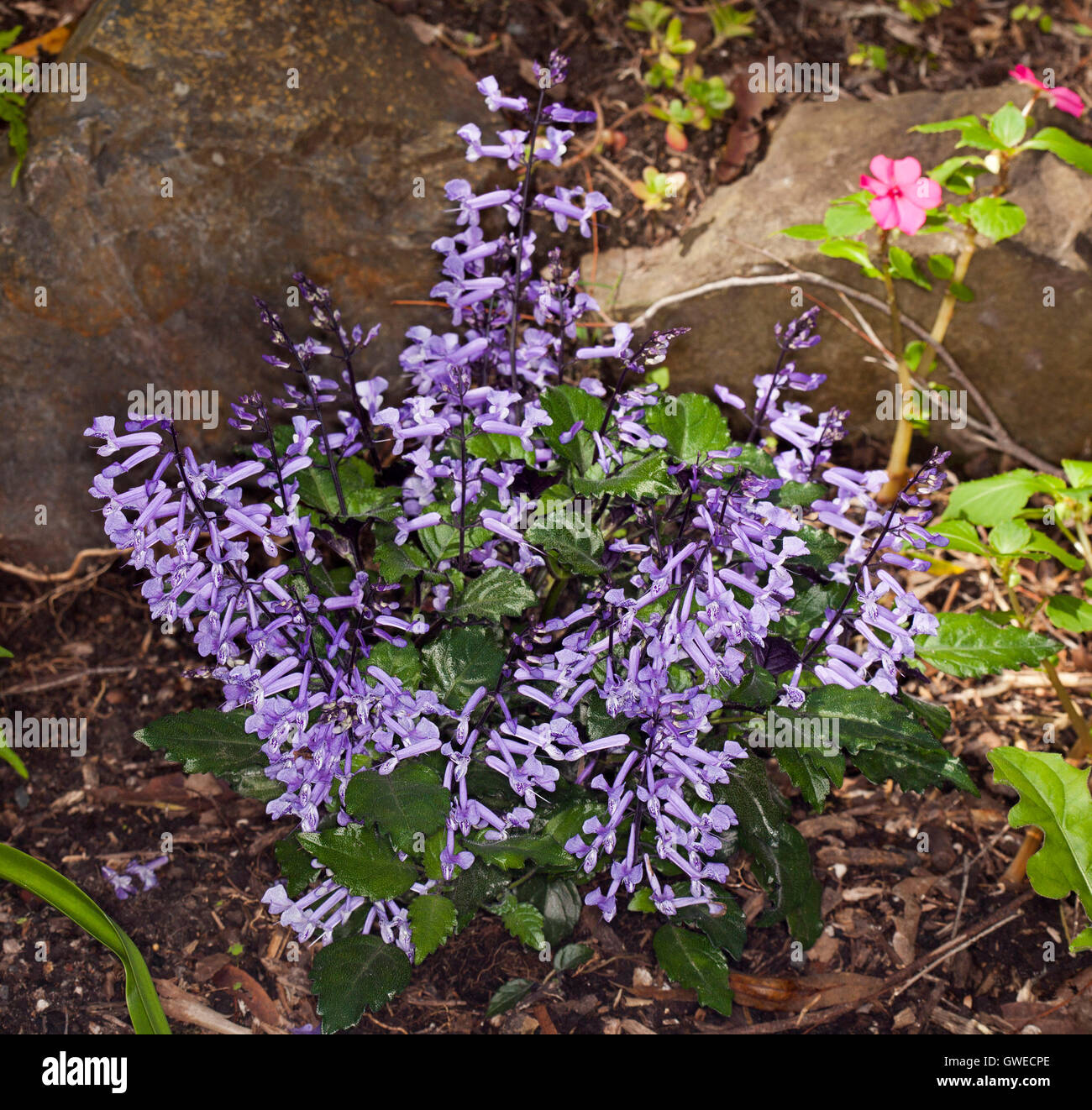Cluster von Ähren mit leuchtend violetten Blüten & dunkelgrün Blätter Garten, mehrjährige Pflanze Plectranthus Plepalila "Mona Lavendel" Stockfoto