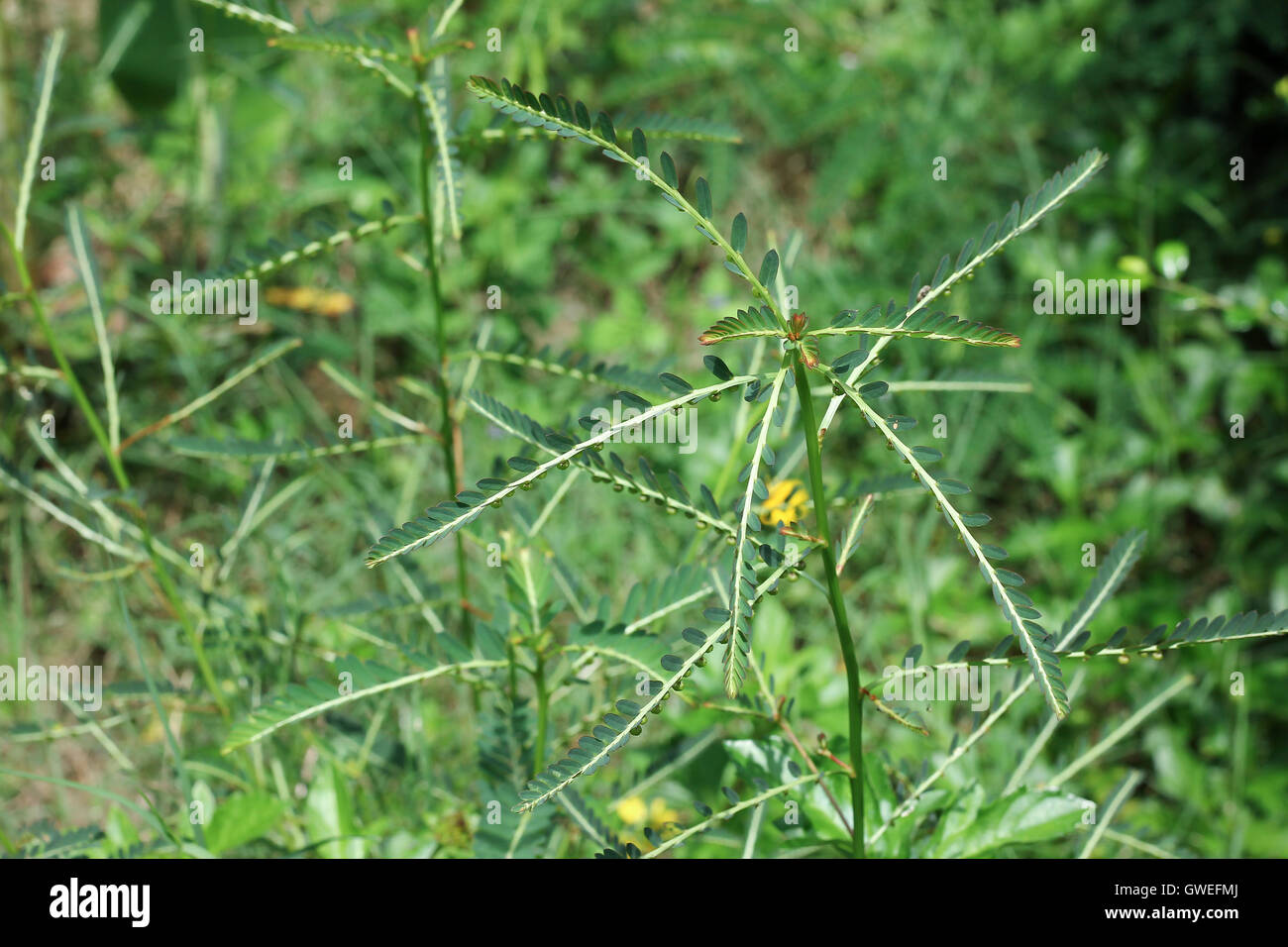 Phyllanthus Niruri Kraut Pflanze Stockfoto