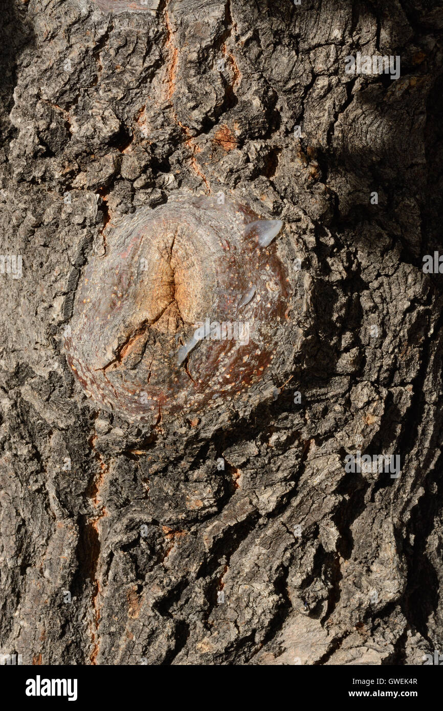 SAP Nässen aus Baum wo hat Gliedmaßen abgeschnitten Stockfoto