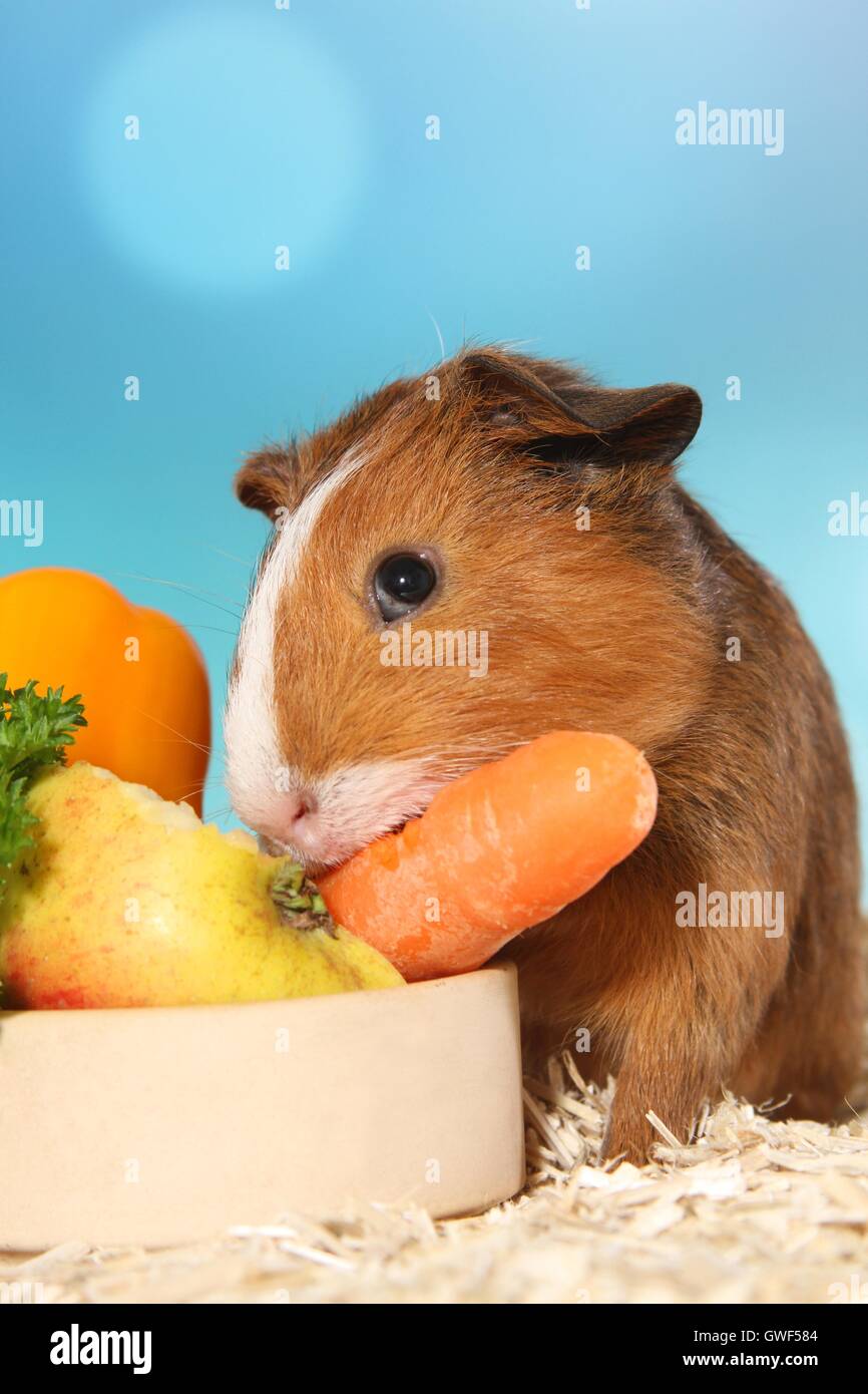 Kurzhaar Meerschweinchen Stockfoto