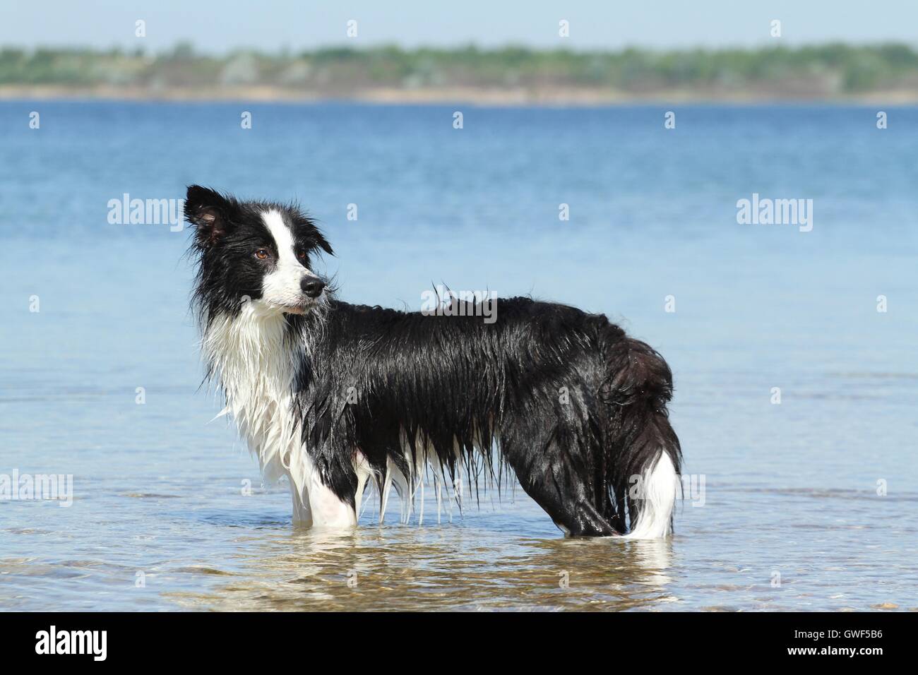 Border-Collie Baden Stockfoto