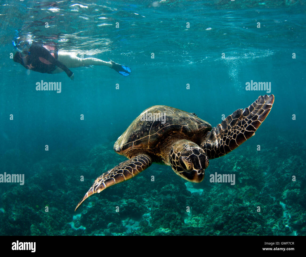 Grüne Meeresschildkröten sind ein fester Bestandteil des hawaiianischen marine Leben.  Man kann Sie sehen cruisen über Riffe, immer ein Spa auf eine lokale Reinigung Stockfoto