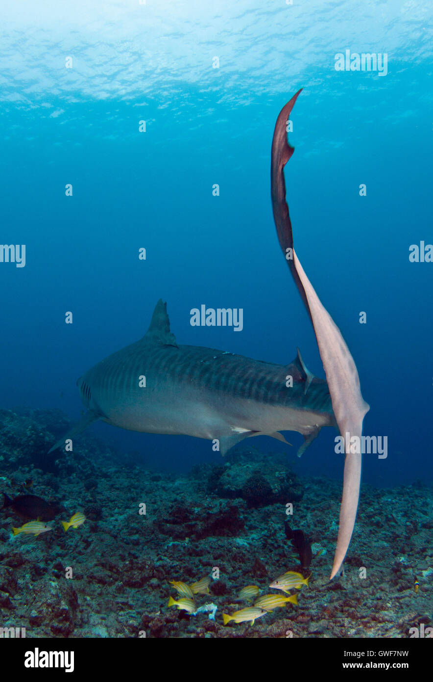 Ein Tigerhai schwimmt über dem Riff in Kona, Hawaii Stockfoto