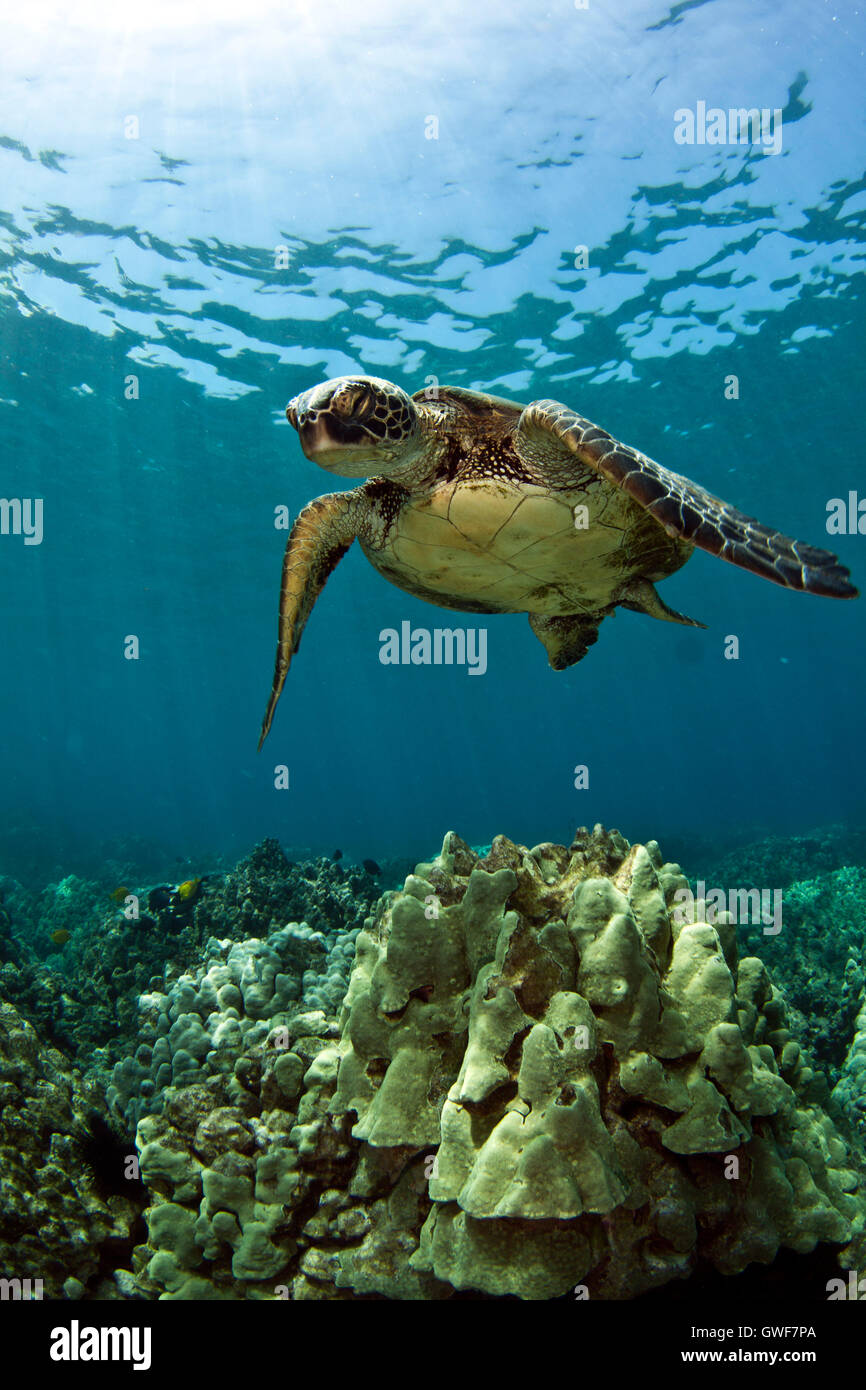 Grüne Meeresschildkröten sind ein fester Bestandteil des hawaiianischen marine Leben.  Man kann Sie sehen cruisen über Riffe, immer ein Spa auf eine lokale Reinigung Stockfoto