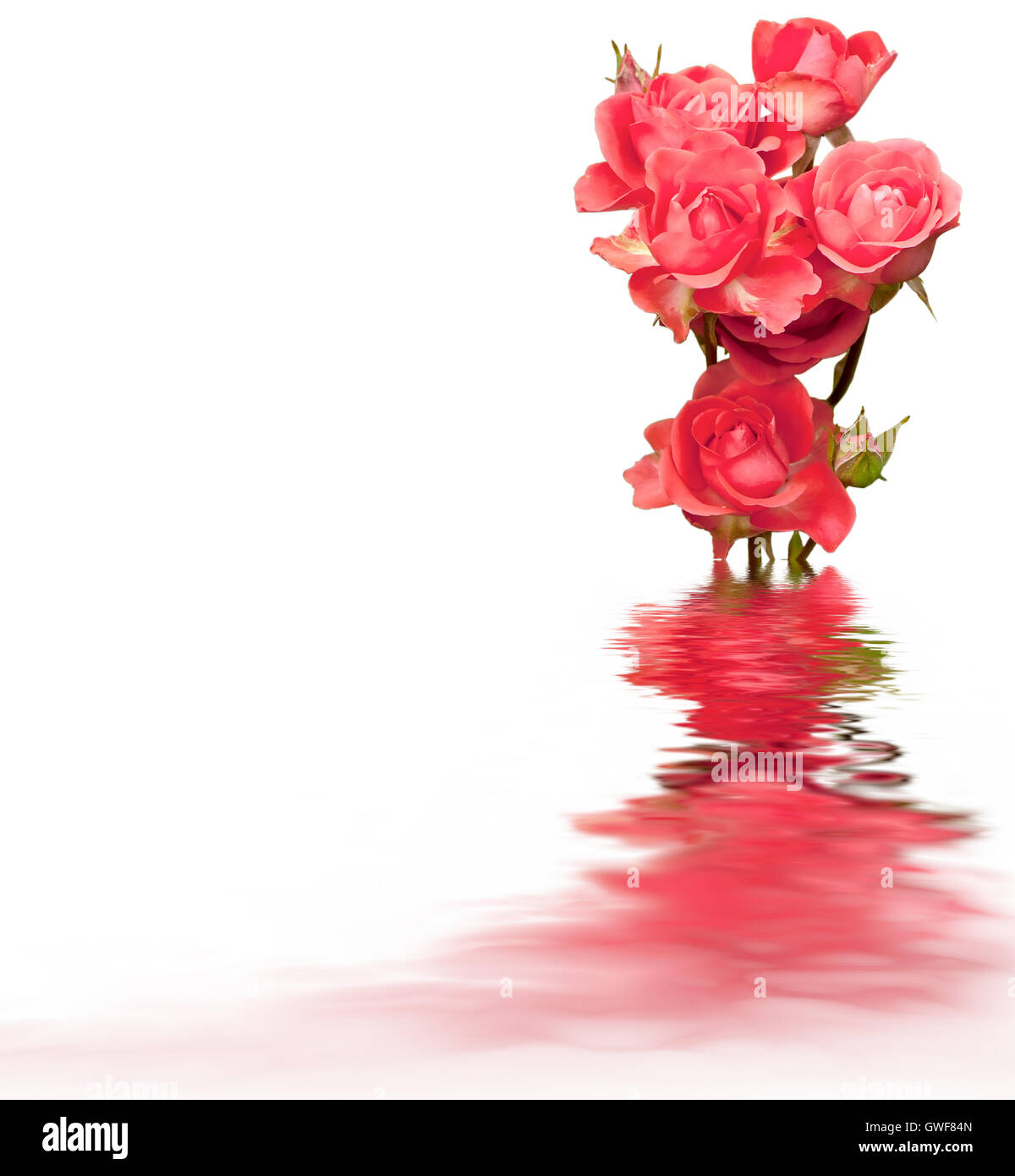Floraler Hintergrund: rosa rose Blumen isoliert auf einem weißen Hintergrund zusammen mit Reflexionen im welligen Wasseroberfläche Stockfoto