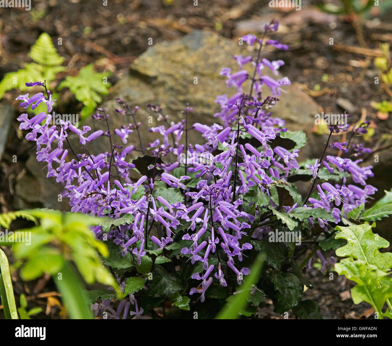 Cluster von Ähren mit leuchtend violetten Blüten & dunkelgrün Blätter Garten, mehrjährige Pflanze Plectranthus Plepalila "Mona Lavendel" Stockfoto