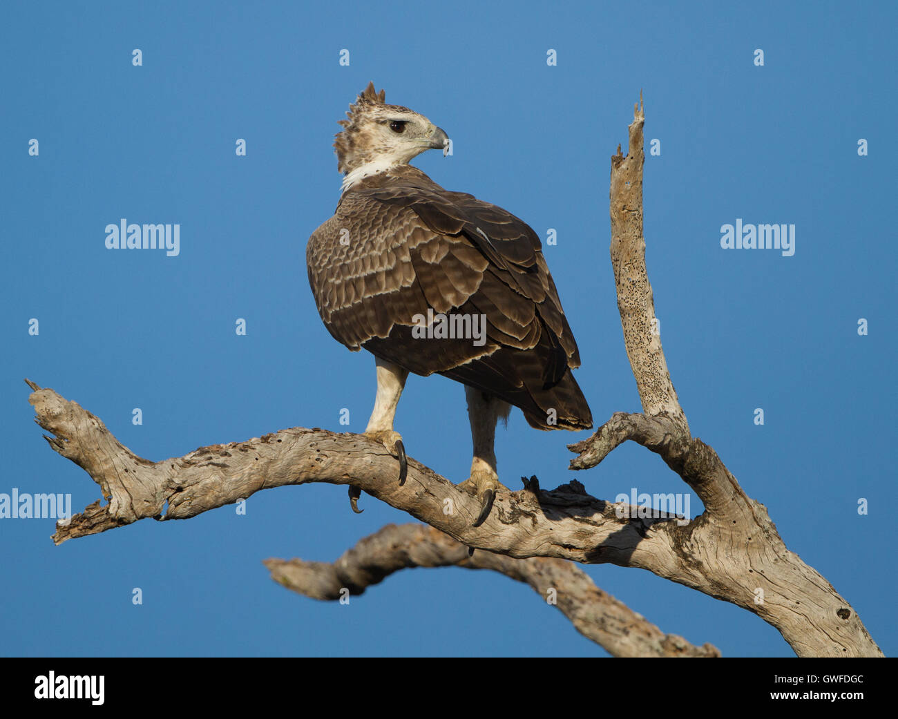Unreife Martial Eagle (monotypisch Bellicosus) auf der Suche von einem toten Baum Stockfoto