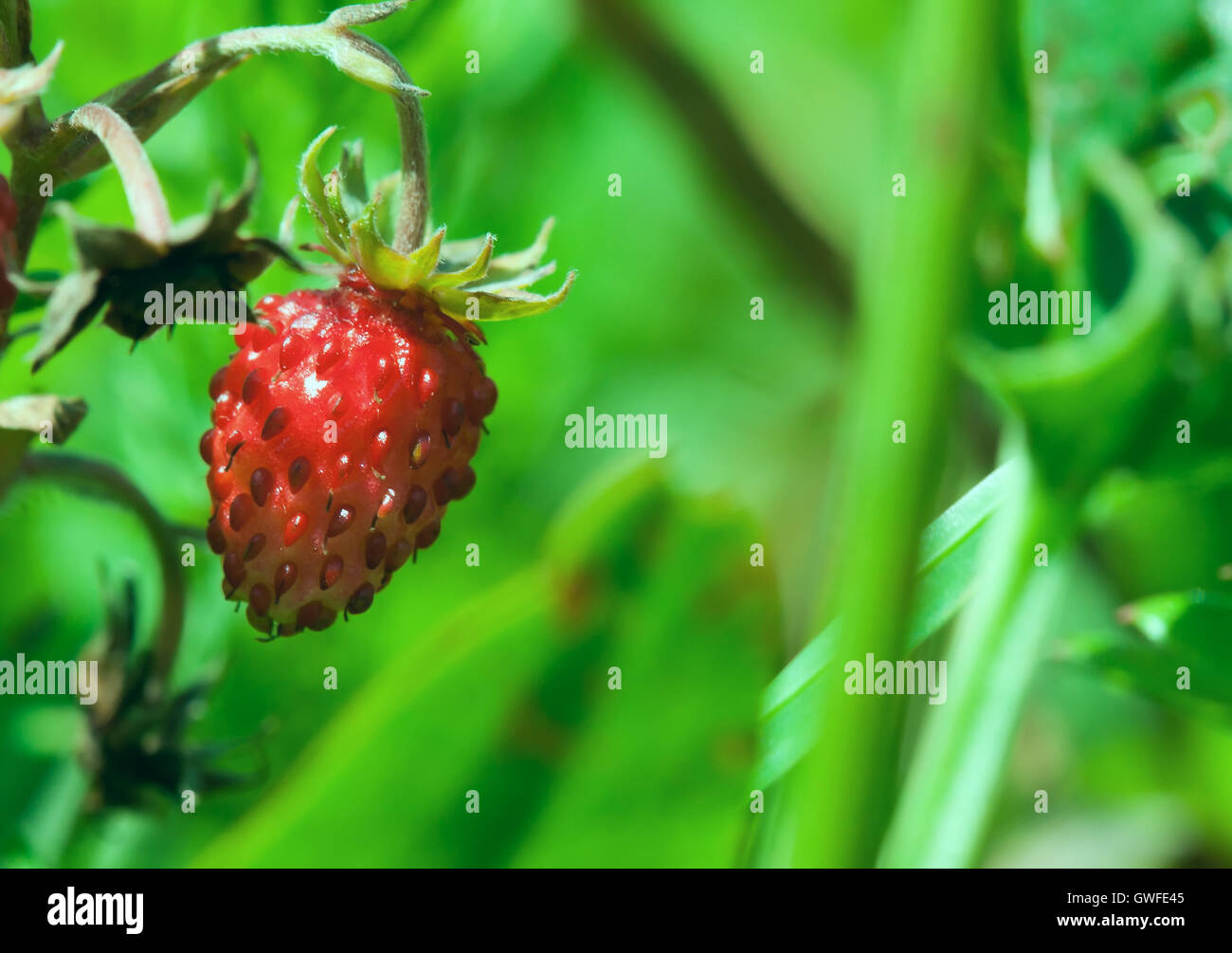 Natur Umwelt Ökologie Bild: frische Erdbeer Waldbeere Closeup mit grünen Hintergrund unscharf Stockfoto