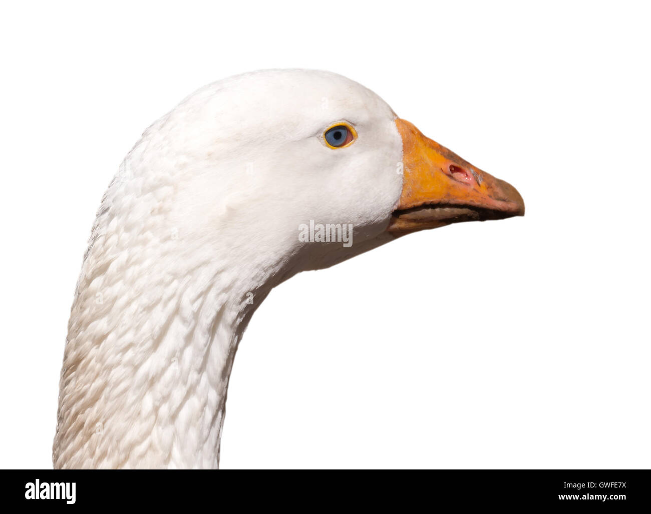 Weiße Gans Kopf mit hellblauen Augen Closeup auf weißen Hintergrund isoliert. Stockfoto