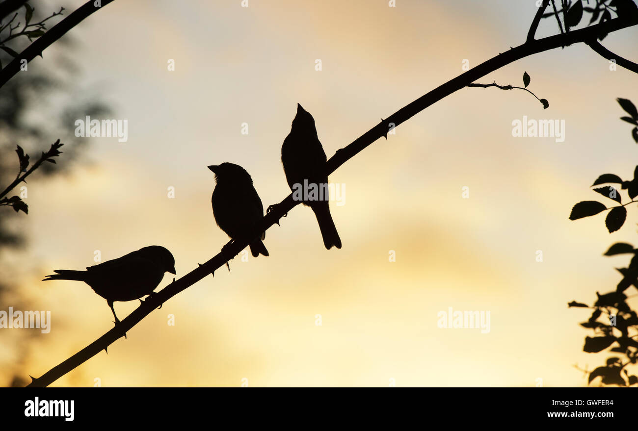 Silhouette-Haus-Spatzen sitzen auf einem kletternden Rosen Stiel in einem englischen Garten bei Sonnenaufgang Stockfoto