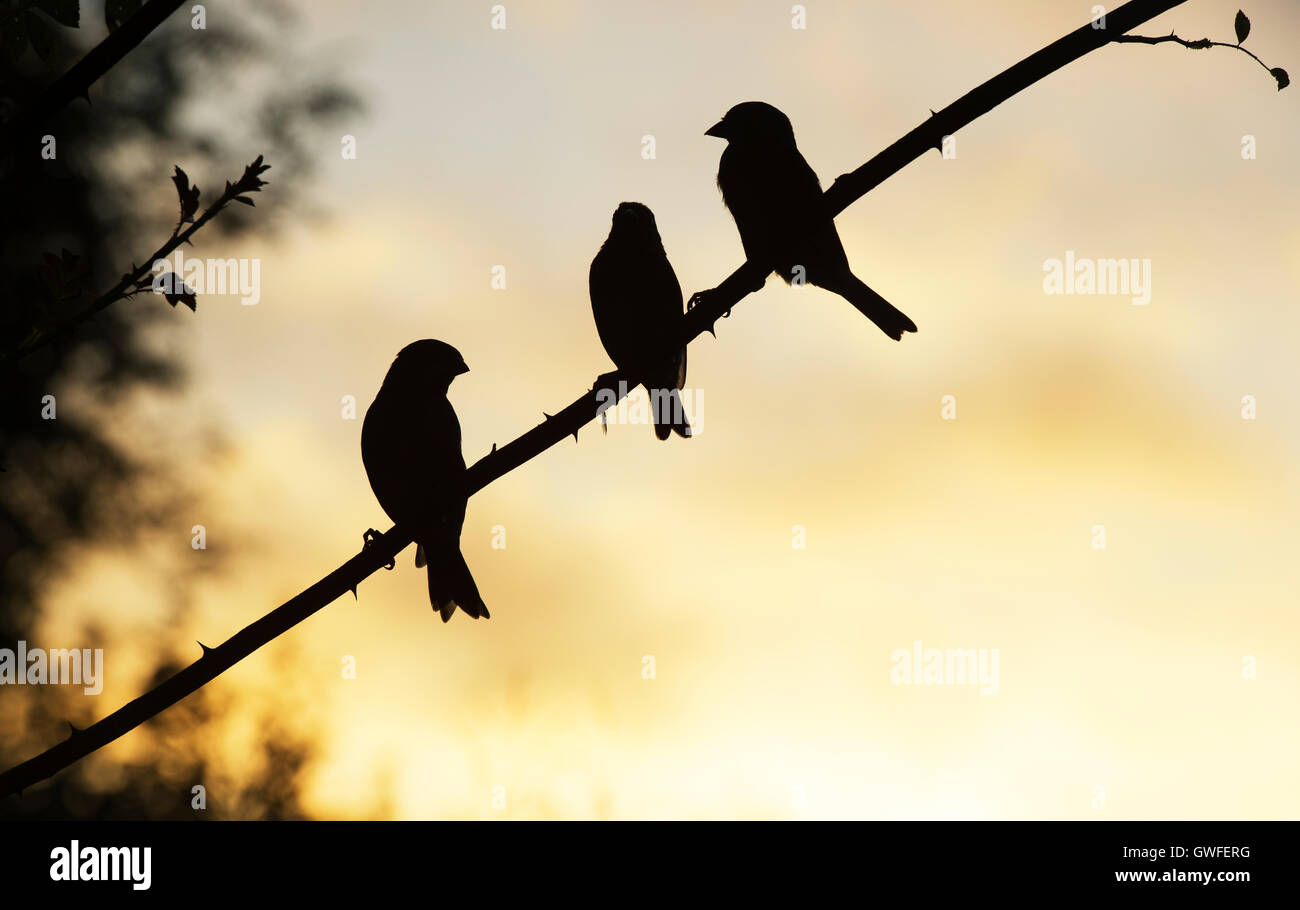 Silhouette-Haus-Spatzen sitzen auf einem kletternden Rosen Stiel in einem englischen Garten bei Sonnenaufgang Stockfoto