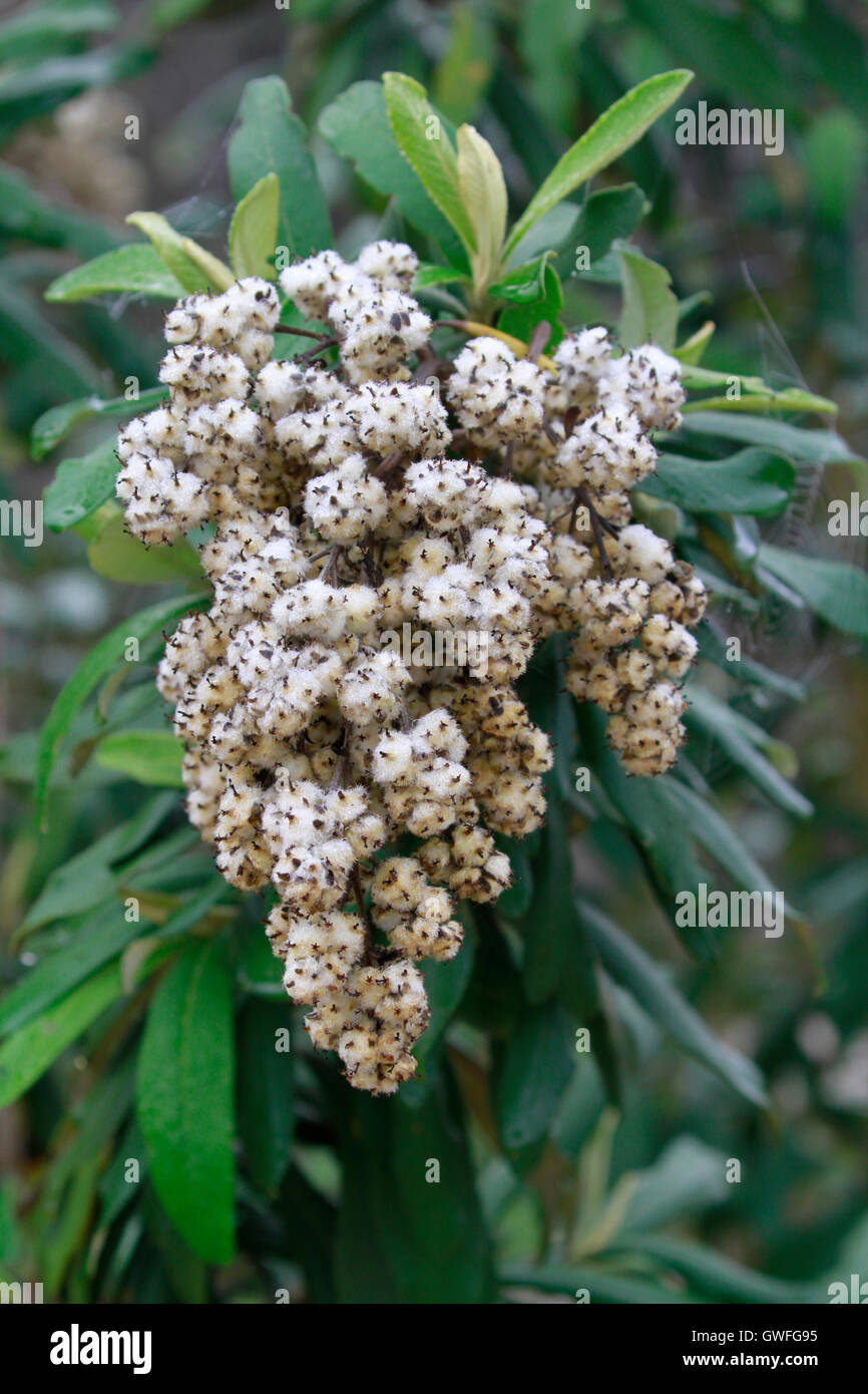 Ein Kampfer bush (Tarchonanthus Camphoratus) in der Western Cape Region Südafrikas. Stockfoto