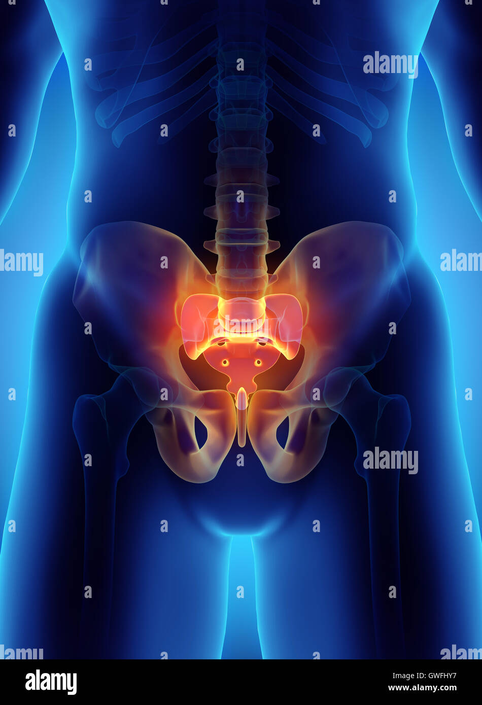 3D Abbildung des sakralen Wirbelsäule - Teil des menschlichen Skeletts. Stockfoto