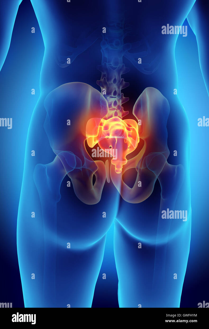 3D Abbildung des sakralen Wirbelsäule - Teil des menschlichen Skeletts. Stockfoto