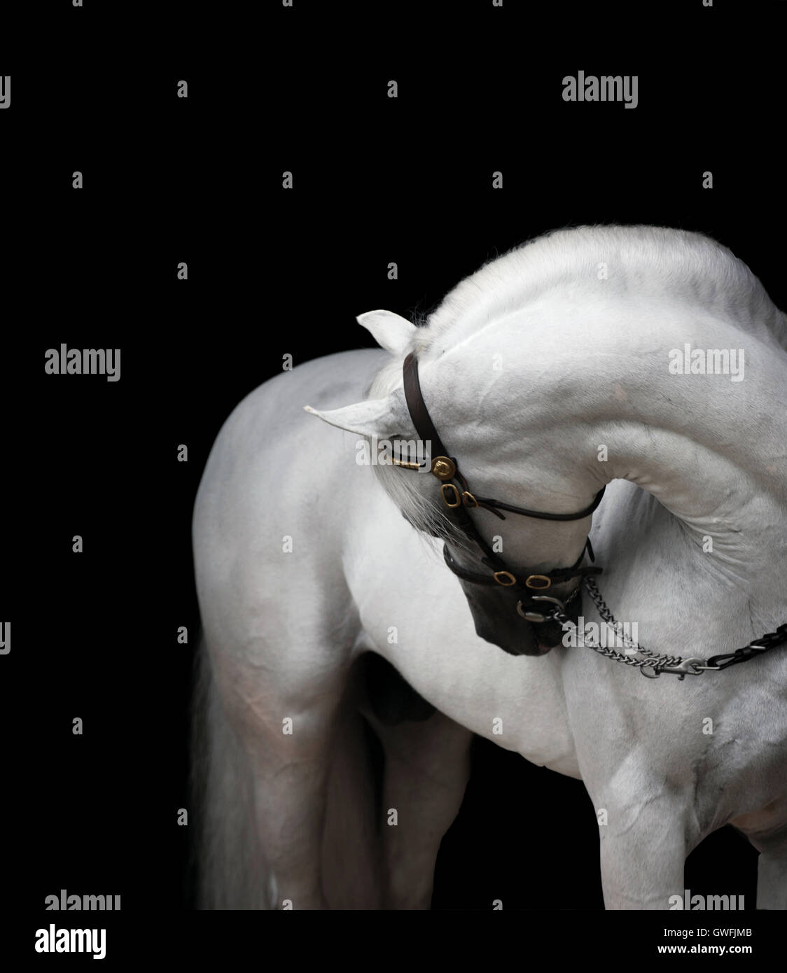 Weiße Australian Pony Hengst, Kopf gebogen über die Schulter Stockfoto