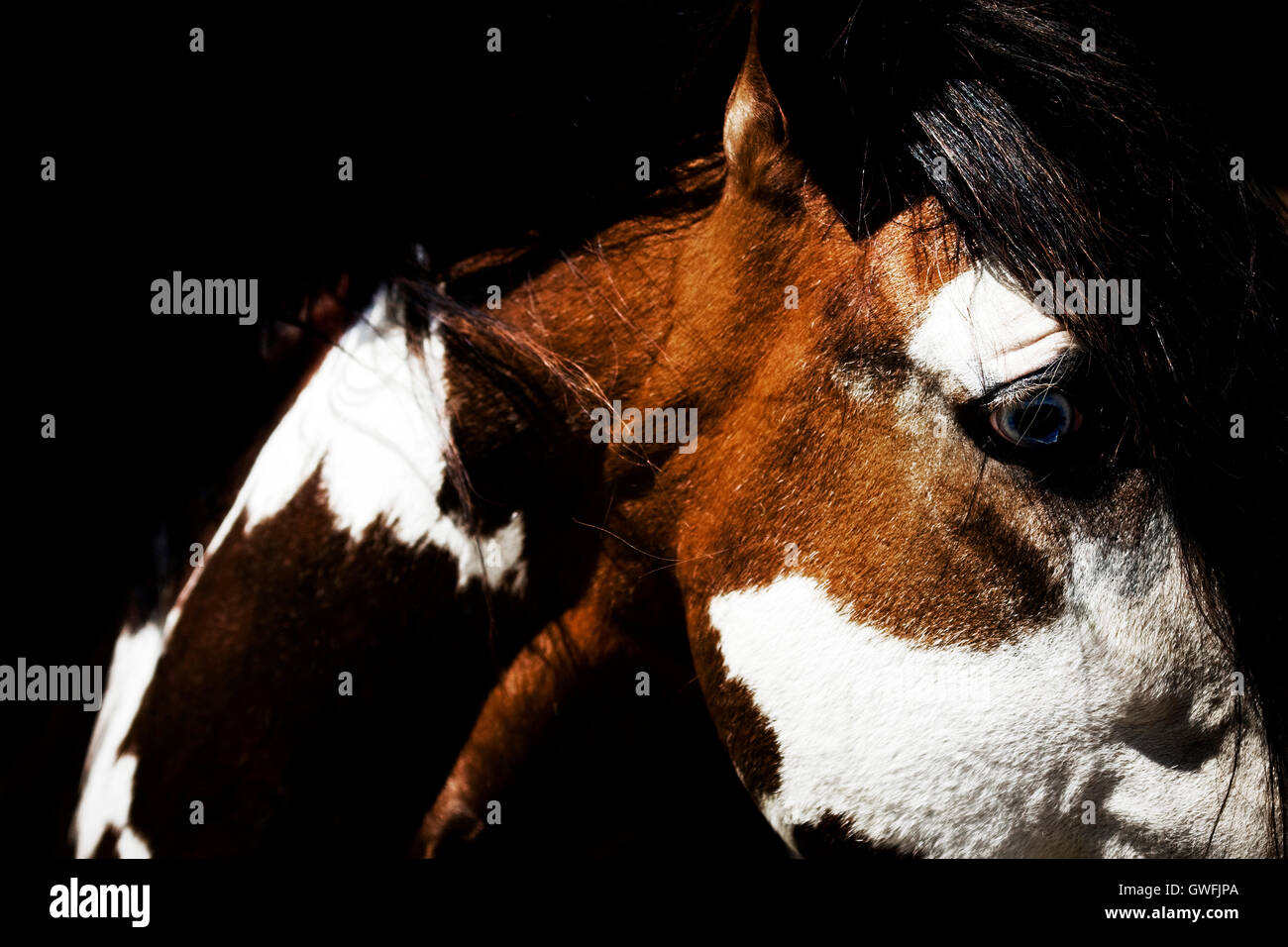 Mustang Hengst Porträt malen Stockfoto