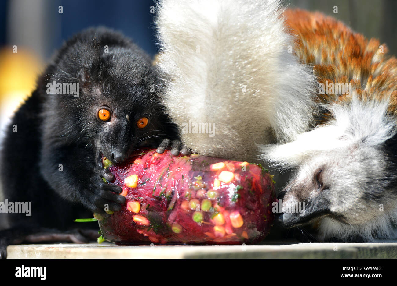 Mohrenmakis Lutscher lecken gemacht von Obst und Gemüse, aufscheuert, ihnen zu helfen bei heißem Wetter abkühlen. Drusillas Zoo, Sussex Stockfoto