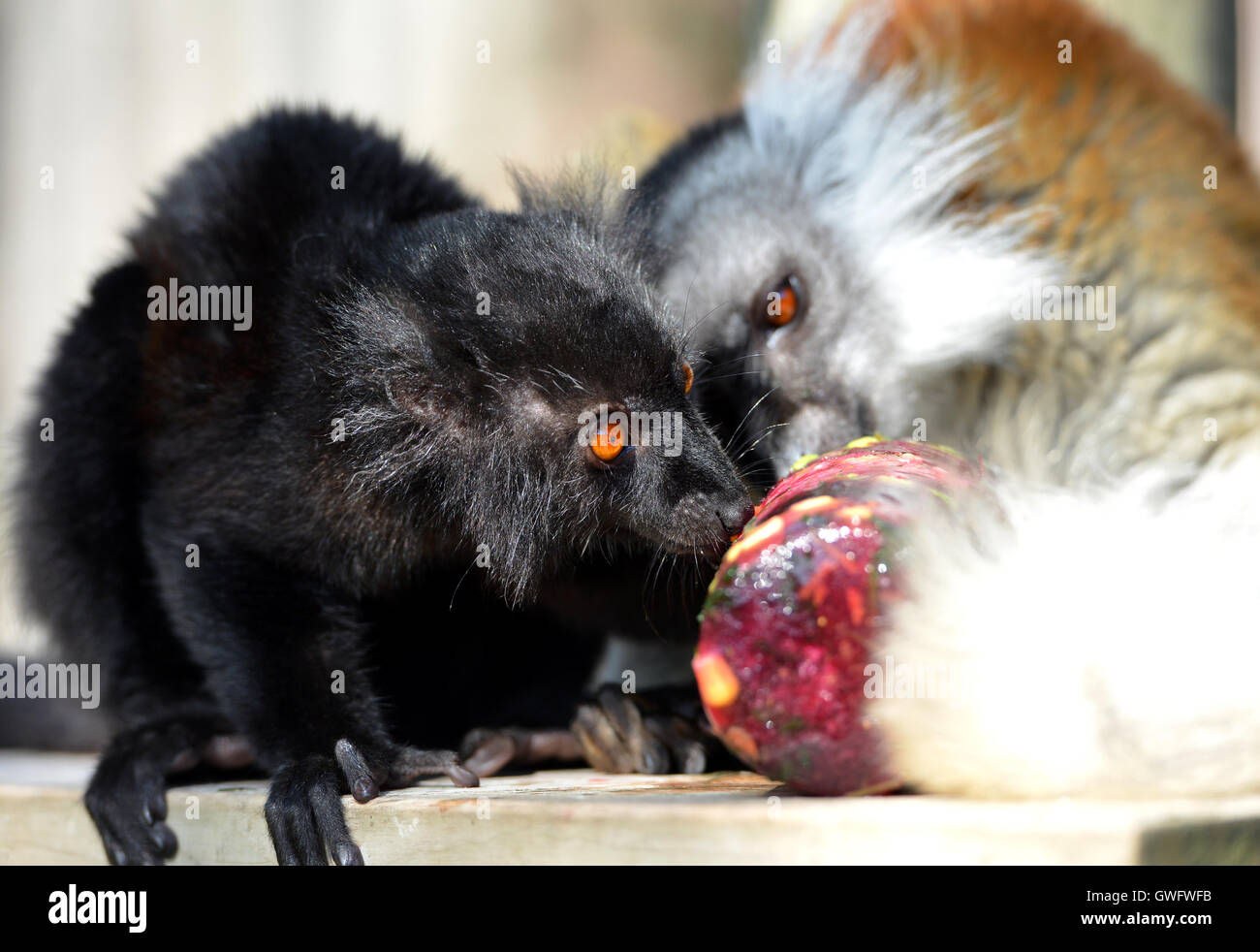 Mohrenmakis Lutscher lecken gemacht von Obst und Gemüse, aufscheuert, ihnen zu helfen bei heißem Wetter abkühlen. Drusillas Zoo, Sussex Stockfoto