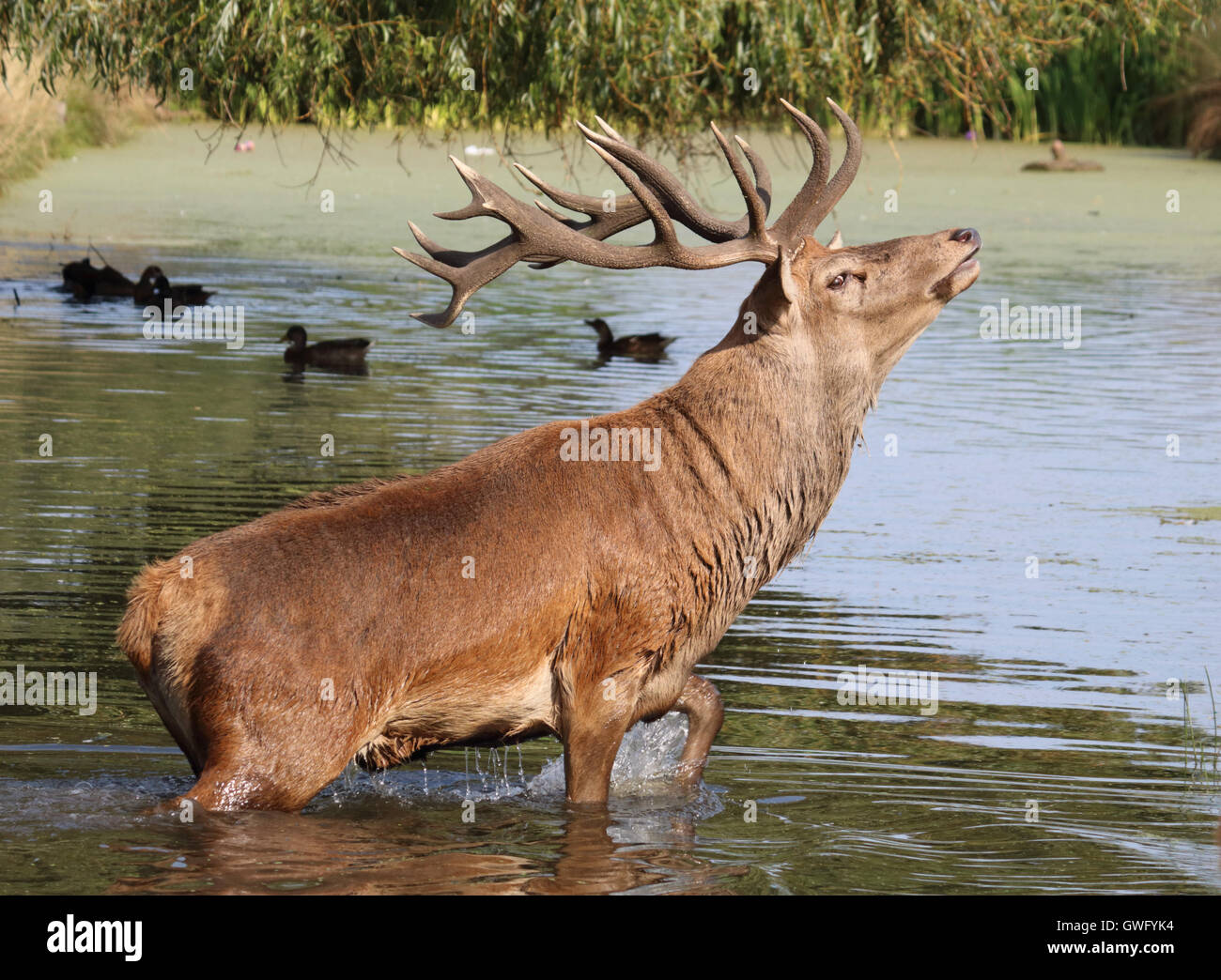 Bushy Park, SW-London, UK. 13. September 2016. Das fühlt sich gut! Einen prächtigen Hirsch Hirsch nimmt ein erfrischendes Bad im Fluss Longford in Bushy Park, die Royal Deer Park im Süden von London, als Temperaturen hit 32 Grad in der September-Sonne. Bildnachweis: Julia Gavin UK/Alamy Live-Nachrichten Stockfoto