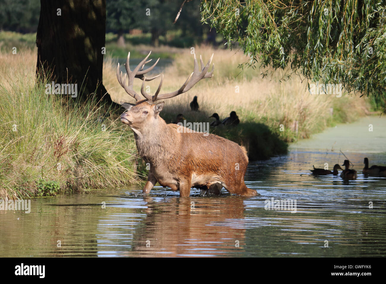 Bushy Park, SW-London, UK. 13. September 2016. Das fühlt sich gut! Einen prächtigen Hirsch Hirsch nimmt ein erfrischendes Bad im Fluss Longford in Bushy Park, die Royal Deer Park im Süden von London, als Temperaturen hit 32 Grad in der September-Sonne. Bildnachweis: Julia Gavin UK/Alamy Live-Nachrichten Stockfoto