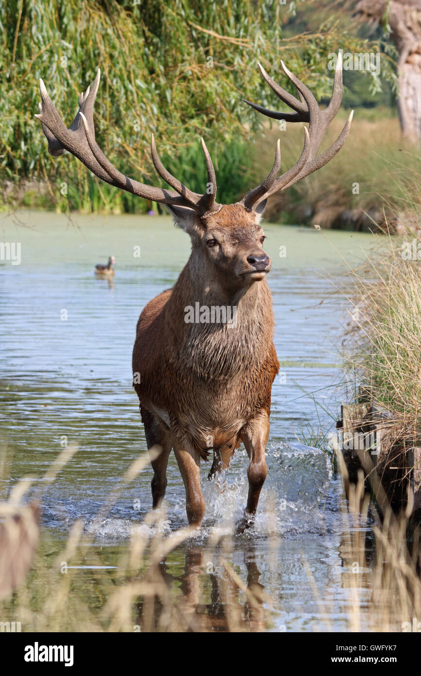 Bushy Park, SW-London, UK. 13. September 2016. Das fühlt sich gut! Einen prächtigen Hirsch Hirsch nimmt ein erfrischendes Bad im Fluss Longford in Bushy Park, die Royal Deer Park im Süden von London, als Temperaturen hit 32 Grad in der September-Sonne. Bildnachweis: Julia Gavin UK/Alamy Live-Nachrichten Stockfoto