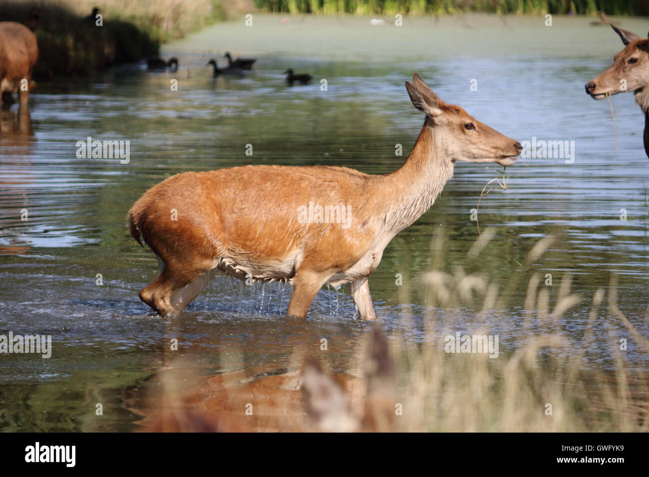 Bushy Park, SW-London, UK. 13. September 2016. Das fühlt sich gut! Ein junges Rothirsch nimmt ein erfrischendes Bad im Fluss Longford in Bushy Park, die Royal Deer Park im Süden von London, als Temperaturen hit 32 Grad in der September-Sonne. Bildnachweis: Julia Gavin UK/Alamy Live-Nachrichten Stockfoto