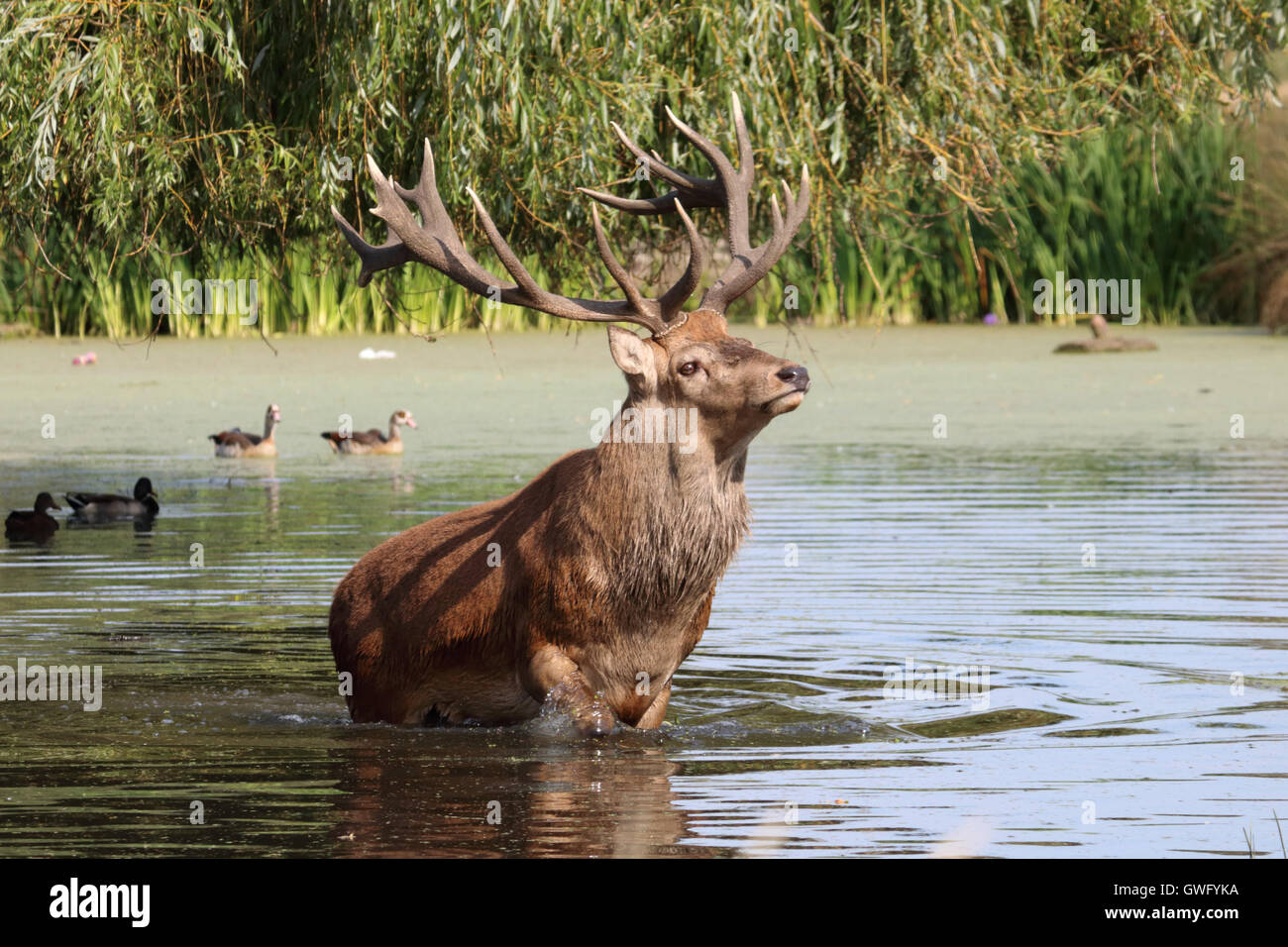 Bushy Park, SW-London, UK. 13. September 2016. Das fühlt sich gut! Einen prächtigen Hirsch Hirsch nimmt ein erfrischendes Bad im Fluss Longford in Bushy Park, die Royal Deer Park im Süden von London, als Temperaturen hit 32 Grad in der September-Sonne. Bildnachweis: Julia Gavin UK/Alamy Live-Nachrichten Stockfoto