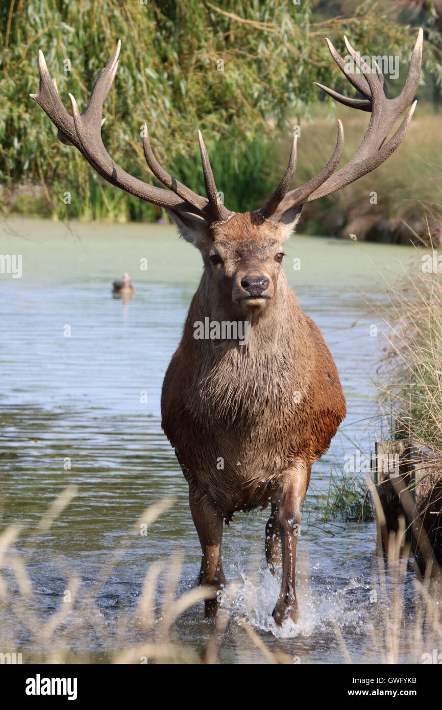 Bushy Park, SW-London, UK. 13. September 2016. Das fühlt sich gut! Einen prächtigen Hirsch Hirsch nimmt ein erfrischendes Bad im Fluss Longford in Bushy Park, die Royal Deer Park im Süden von London, als Temperaturen hit 32 Grad in der September-Sonne. Bildnachweis: Julia Gavin UK/Alamy Live-Nachrichten Stockfoto