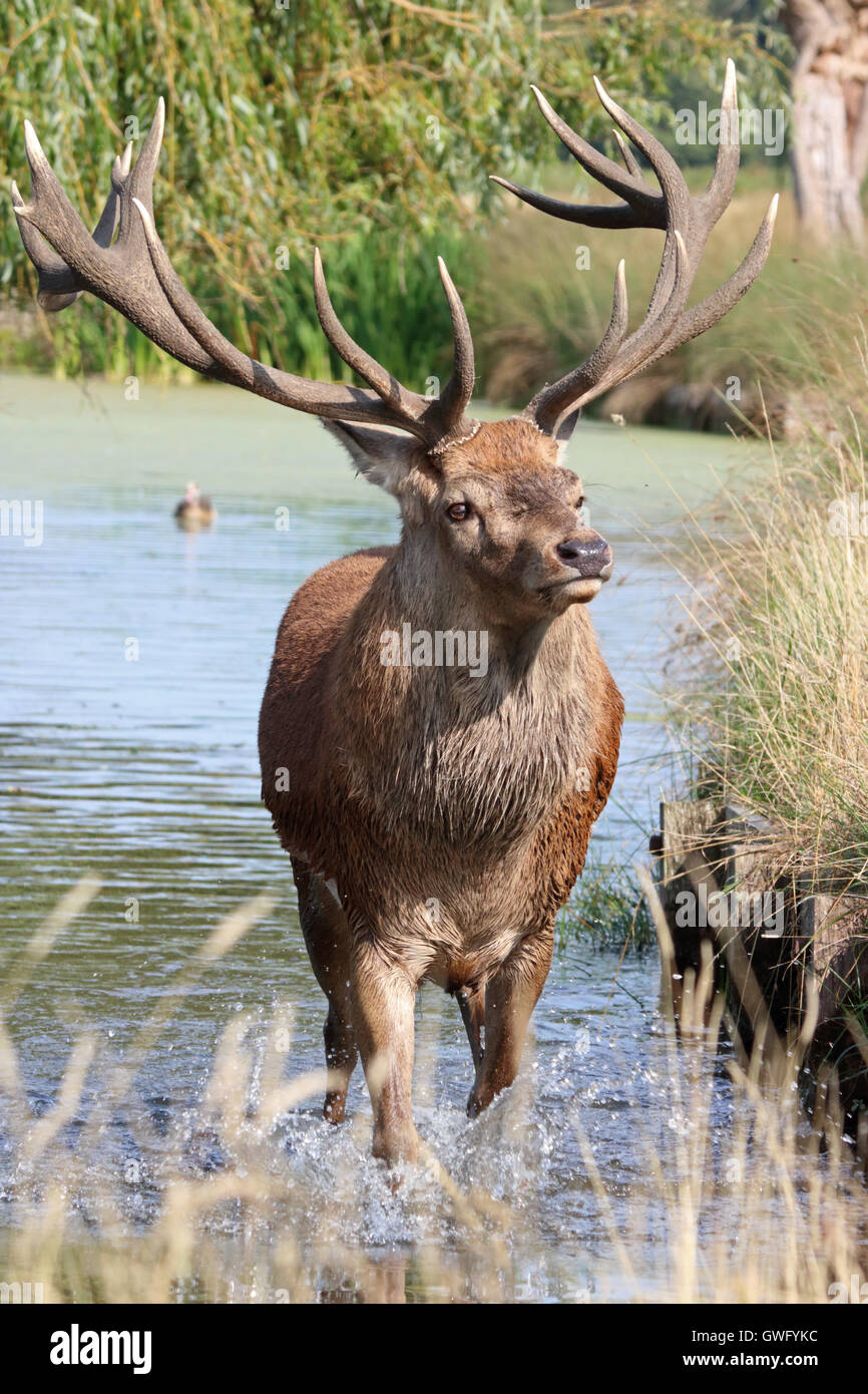 Bushy Park, SW-London, UK. 13. September 2016. Das fühlt sich gut! Einen prächtigen Hirsch Hirsch nimmt ein erfrischendes Bad im Fluss Longford in Bushy Park, die Royal Deer Park im Süden von London, als Temperaturen hit 32 Grad in der September-Sonne. Bildnachweis: Julia Gavin UK/Alamy Live-Nachrichten Stockfoto