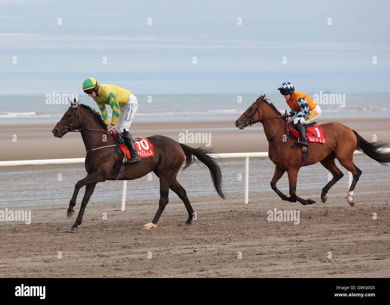 Laytown, Co. Meath, Irland. 13. Sep, 2016. Meath, Irland. Laytown Rennen. Spezifisches Gewicht von Herrn D G Lavery und Spryt geritten von Miss K Harrington Trab hinunter den Start für das O'Neills Sport Handicap geritten. Bildnachweis: Aktion Plus Sport/Alamy Live-Nachrichten Stockfoto