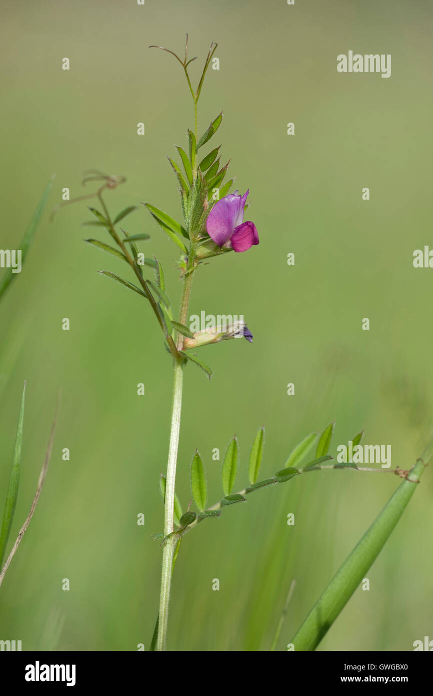 Gartenwicke vicia angustifolia Fotos und Bildmaterial in hoher