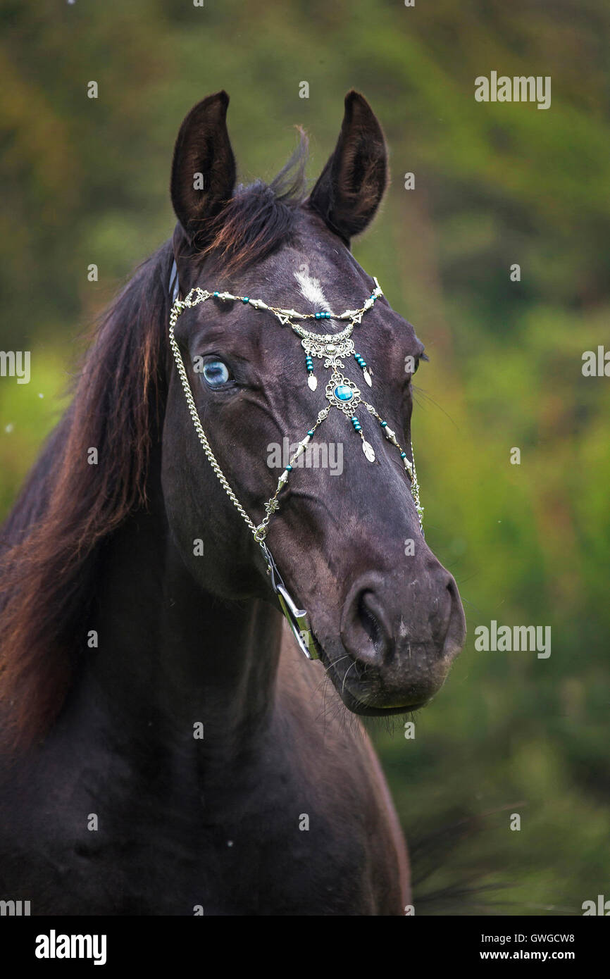 American Quarter Horse. Porträt des schwarzen Erwachsenen mit Show Brustriemen. Österreich Stockfoto