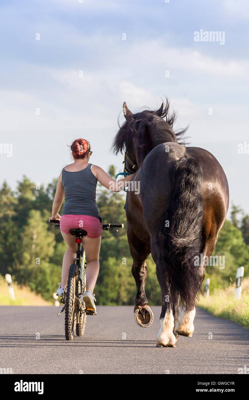 Süddeutsches Coldblood. Frau auf Fahrrad führenden Bucht Hengst auf eine Straße. Deutschland Stockfoto