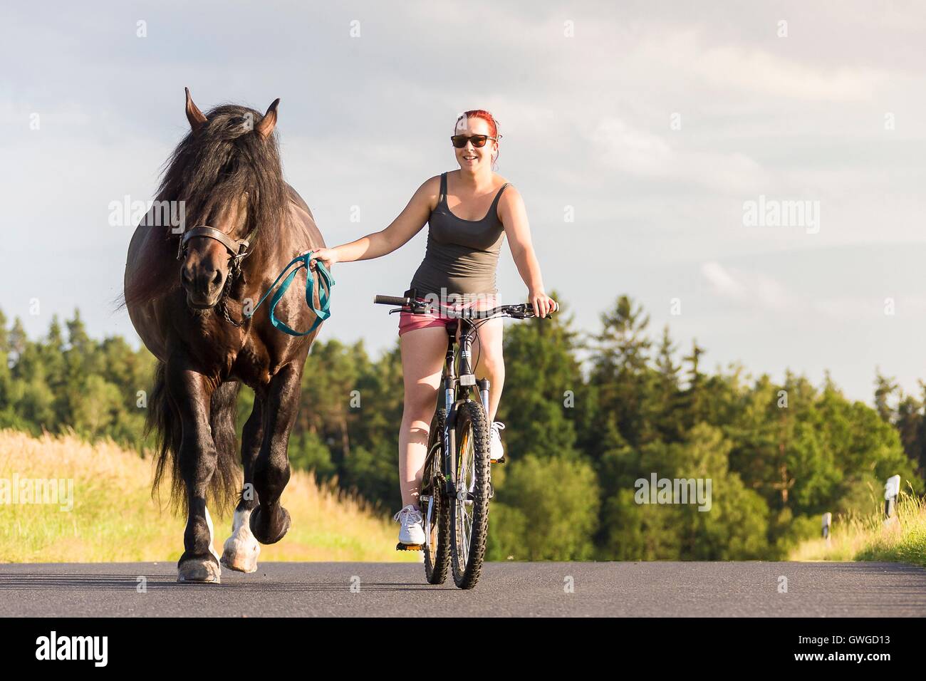 Süddeutsches Coldblood. Frau auf Fahrrad führenden Bucht Hengst auf eine Straße. Deutschland Stockfoto