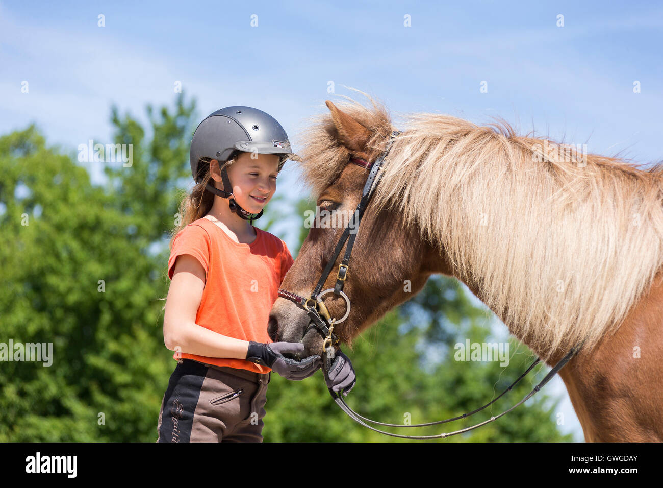 Islandpferd. Mädchen stehen neben ein rotes Pferd mit Trense. Österreich Stockfoto