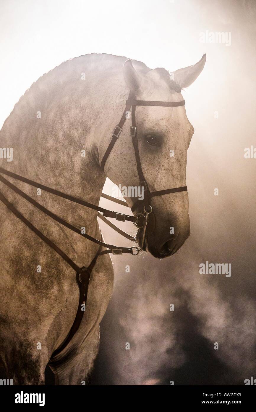 Lusitano. Porträt von grauer Hengst mit Trense in der Nacht, Schnauben, Portugal Stockfoto