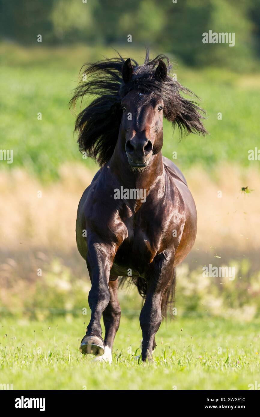 Süddeutsches Coldblood. Bucht Hengst im Galopp auf der Weide. Deutschland Stockfoto