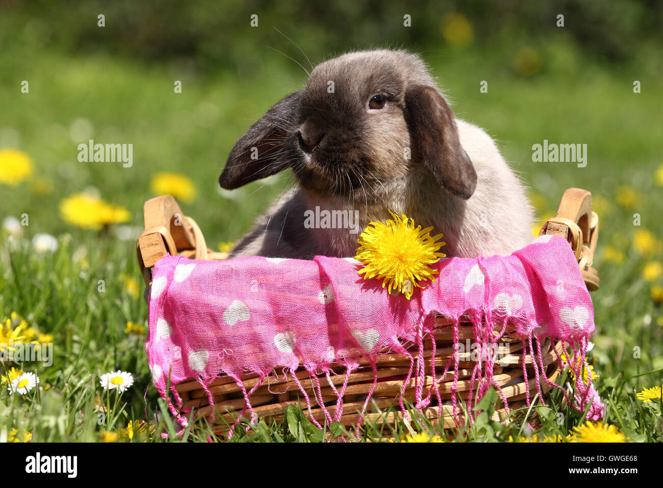 Zwerg Kaninchen, Mini Lop. Erwachsenen in einen kleinen Korb auf einer blühenden Wiese. Deutschland Stockfoto