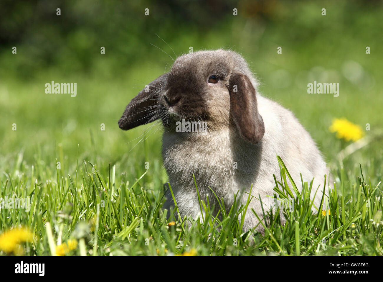 Zwerg Kaninchen, Mini Lop. Erwachsene sitzen auf einer blühenden Wiese. Deutschland Stockfoto