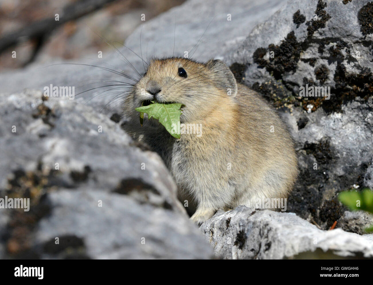 Rocky Mountain Pika - Ochotona princeps Stockfoto