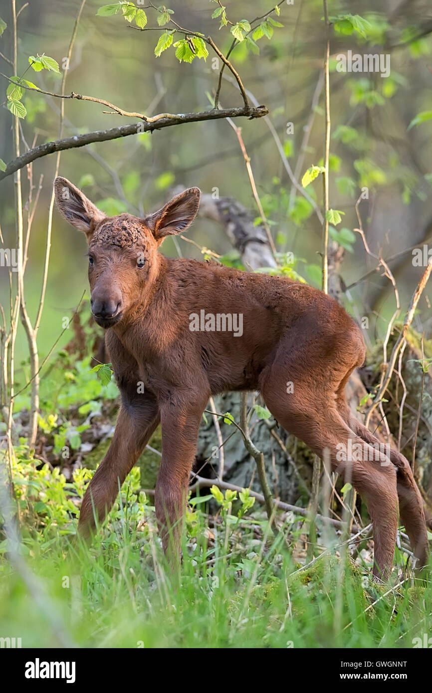 Junge Elche im Wald Stockfoto