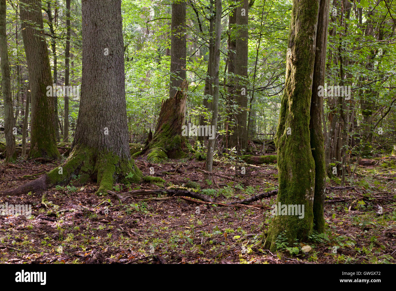 Im Sommer Laub Stand mit toten Bäumen teilweise abgelehnt und alte Hainbuche Moos eingewickelt im Vordergrund, Białowieża Wald, Polen Stockfoto
