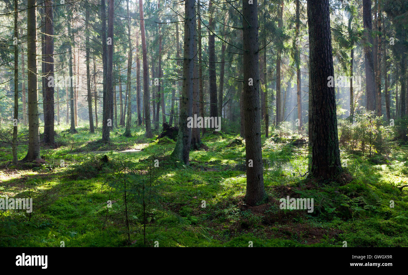 Feuchten Nadel-Stand in Morgen, Wald von Białowieża, Polen, Europa Stockfoto