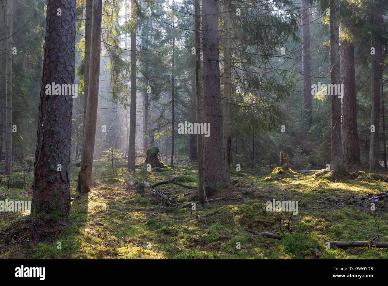 Sunbeam Eingabe Nadelbäume stehen im nebligen Morgen, Wald von Białowieża, Polen, Europa Stockfoto