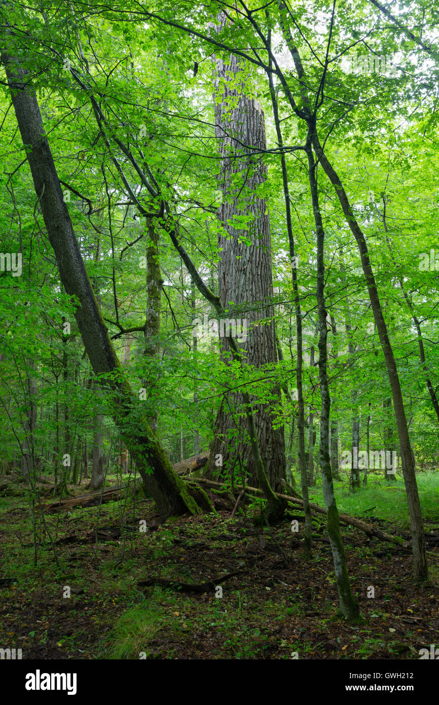 Alte Eiche in Hainbuche vor allem Laubbäume stehen, Białowieża Wald, Polen, Europa Stockfoto