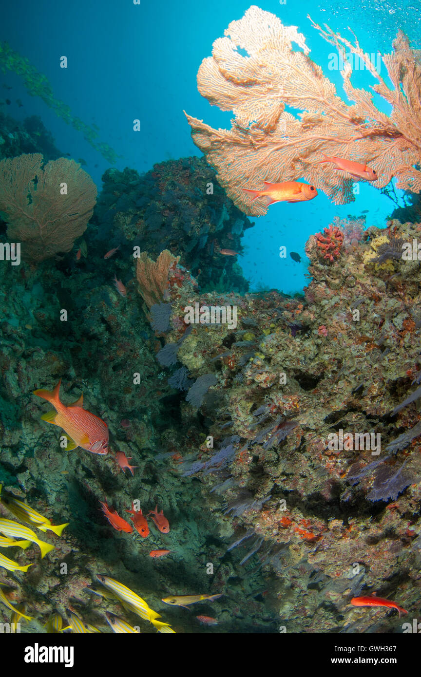 Riff-Fische genießen die Gesellschaft von der reefscape Stockfoto