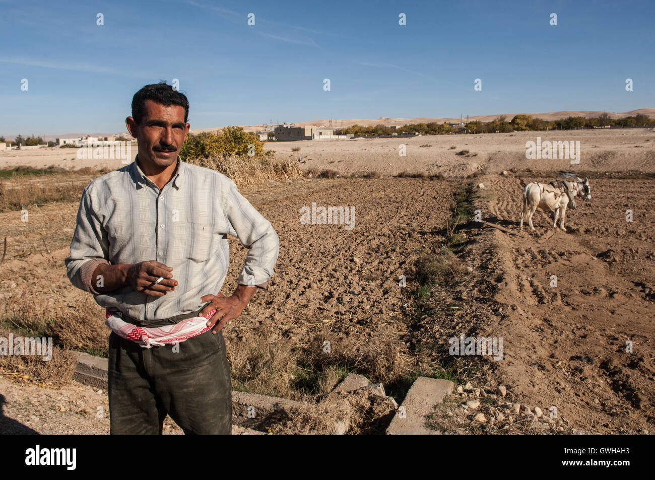 Syrische Knoblauch Landwirt in der Nähe von Damaskus-Syrien Stockfoto