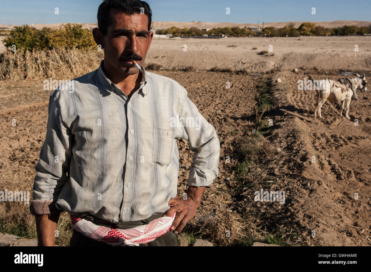 Syrische Knoblauch Landwirt in der Nähe von Damaskus-Syrien Stockfoto