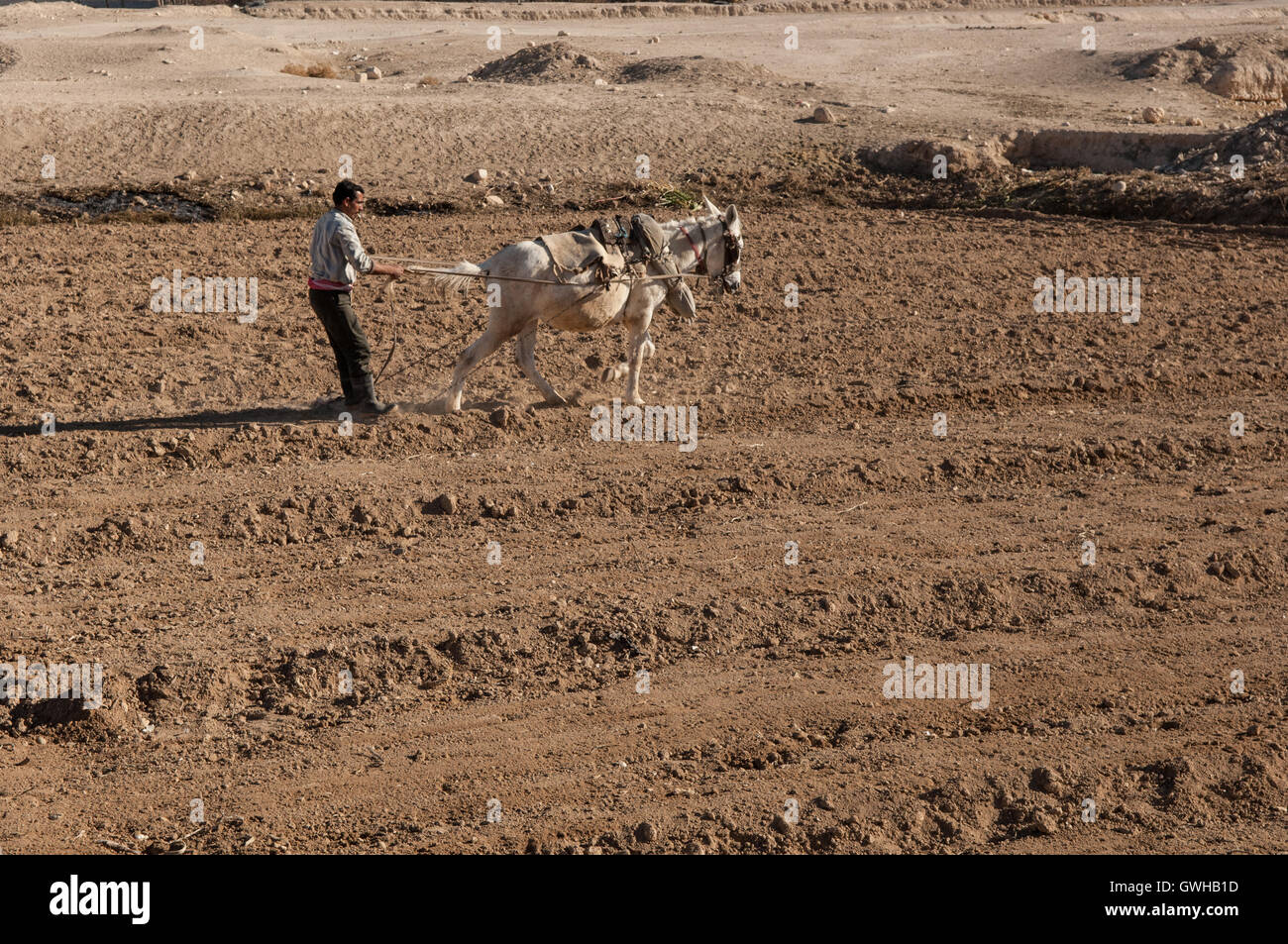 Ein syrischer Bauer mit antiken Pflug arbeiten in einem Knoblauch-Feld in der Nähe von Damaskus Stockfoto